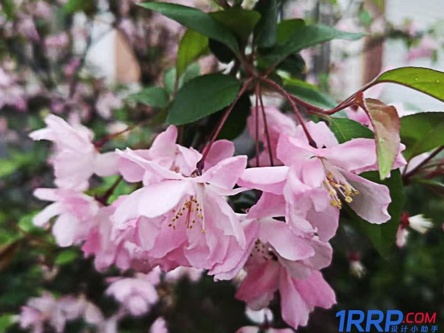 ps怎么讓模糊的照片變清晰？ps低像素圖片轉成高清-10